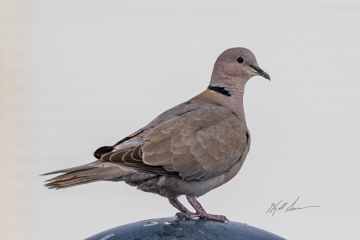 Eurasian Collared-Dove - Kjell Larsen
