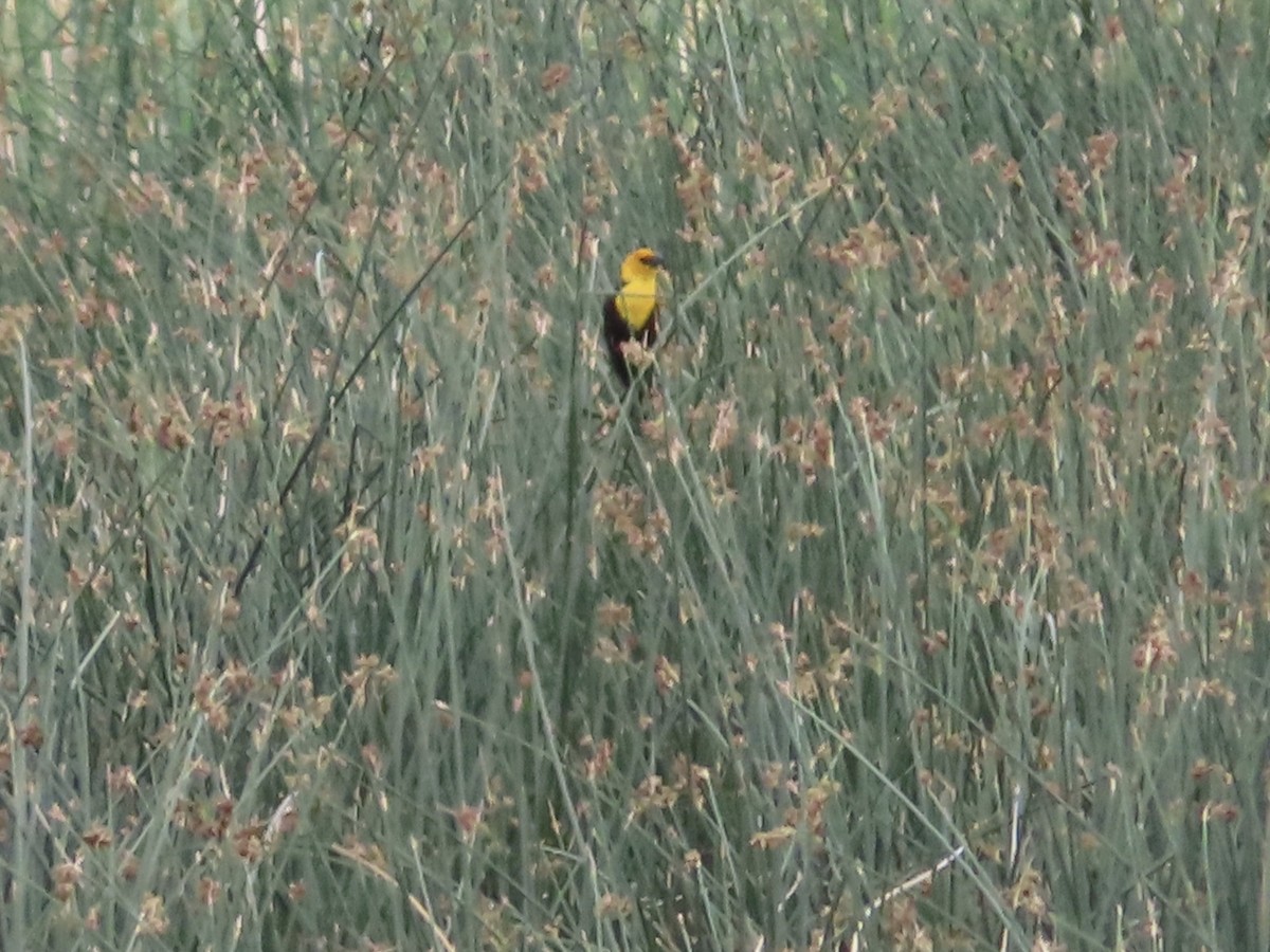 Yellow-headed Blackbird - Art Hudak