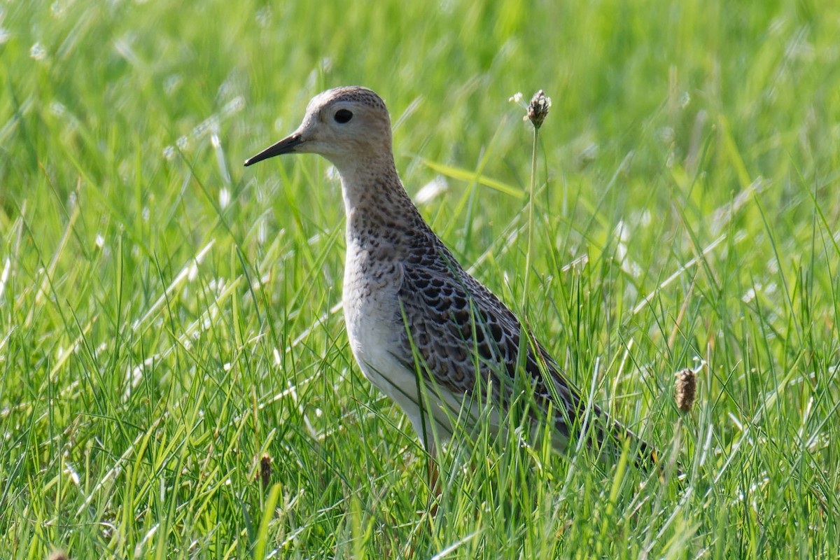 Buff-breasted Sandpiper - Nathan Hentze