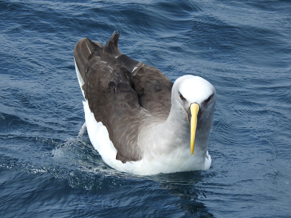 Albatros de Buller - ML498282201
