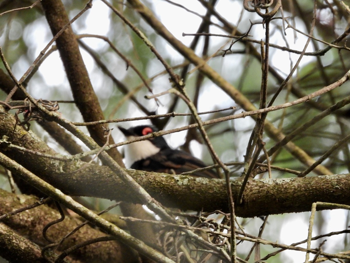 Black-throated Wattle-eye - ML498282561