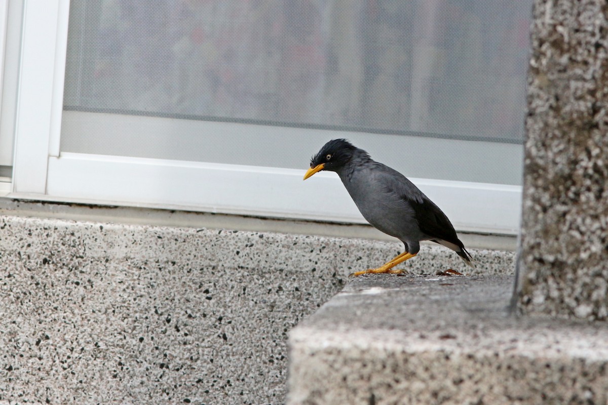 Javan Myna - ML498283021