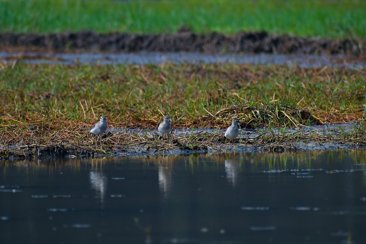 Wood Sandpiper - Krishnankutty KN