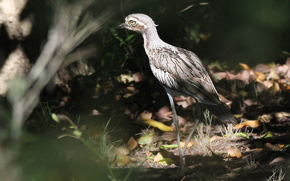 Bush Thick-knee - ML498283531