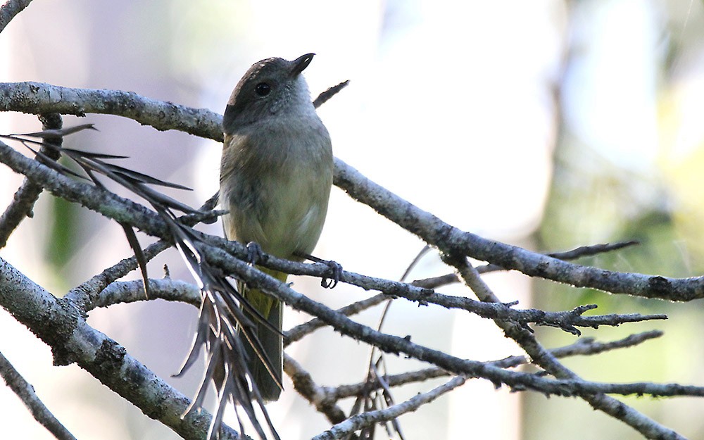 Golden Whistler - Allan Pratt