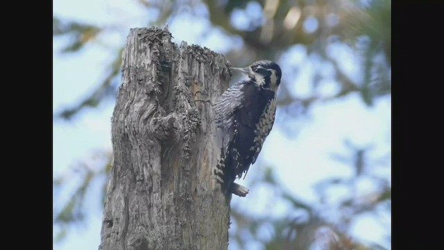 Eurasian Three-toed Woodpecker - ML498284171