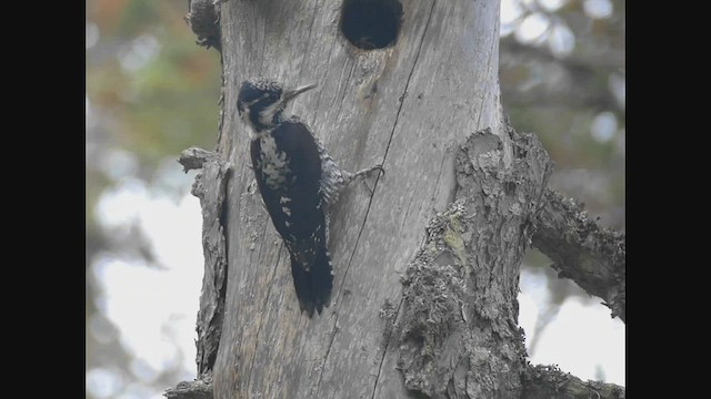 Eurasian Three-toed Woodpecker - ML498284191