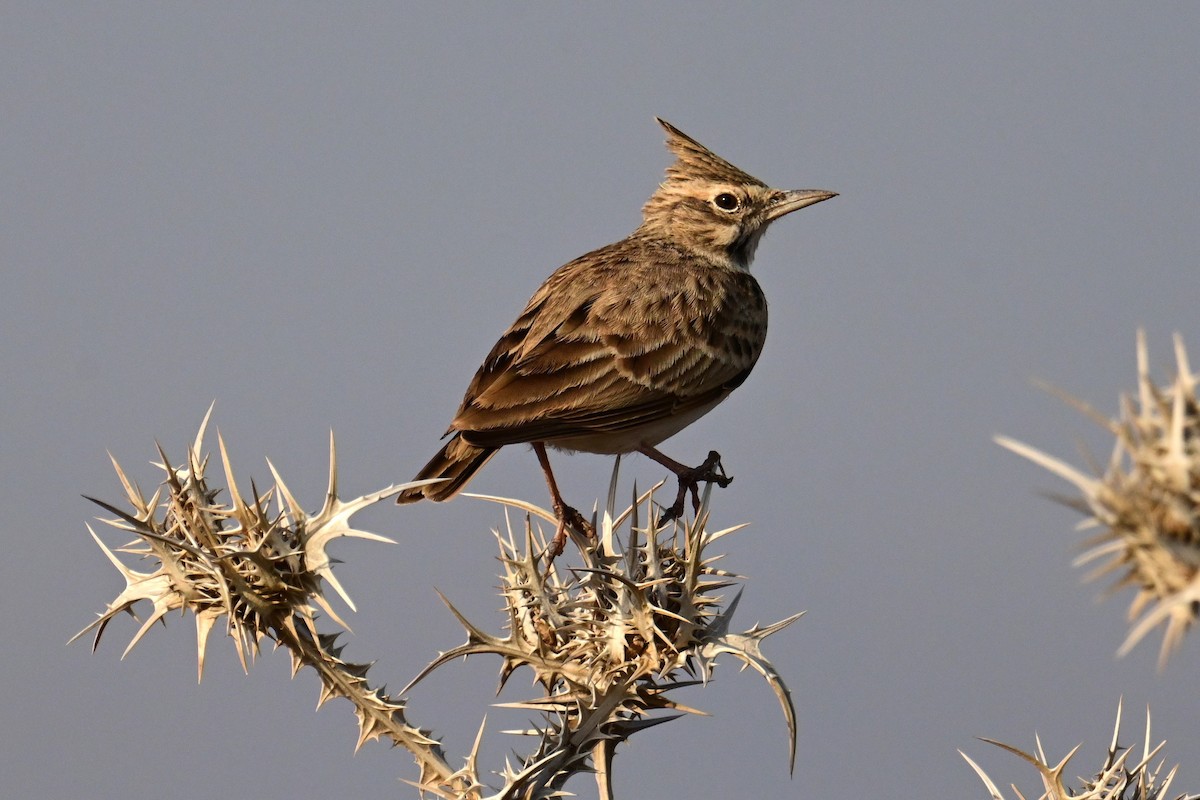 Crested Lark - ML498285531