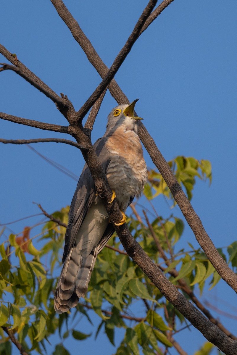 Common Hawk-Cuckoo - ML498285641