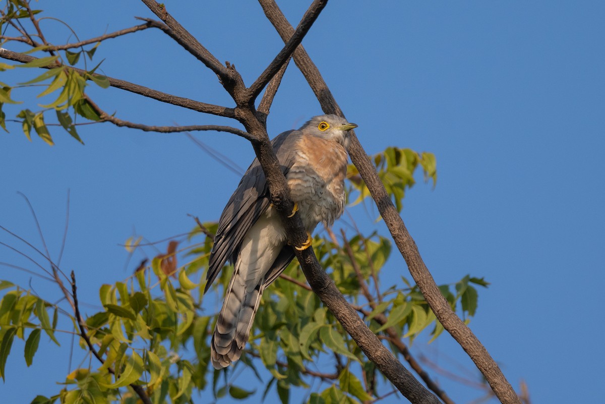 Common Hawk-Cuckoo - ML498285691