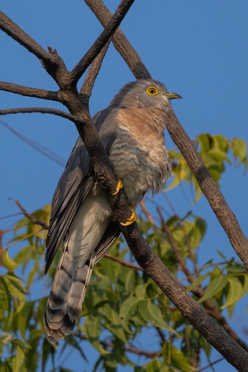 Common Hawk-Cuckoo - ML498285771