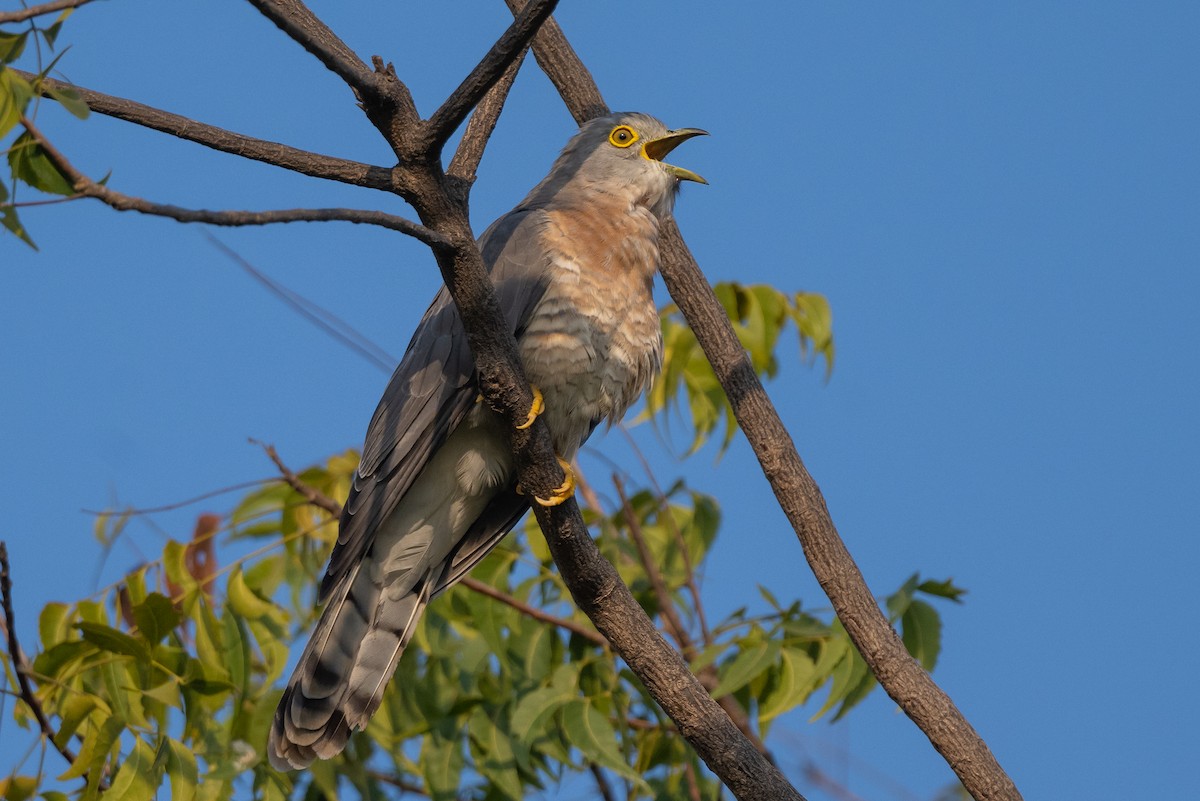 Common Hawk-Cuckoo - ML498285821