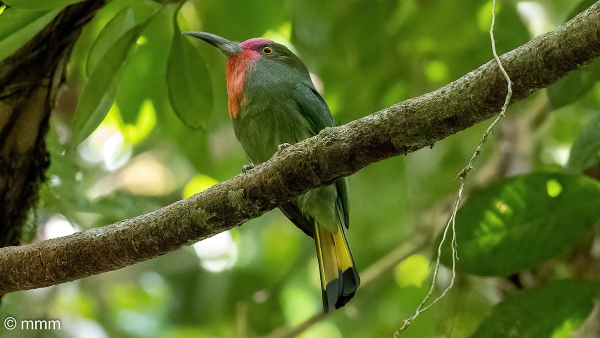 Red-bearded Bee-eater - ML498290171