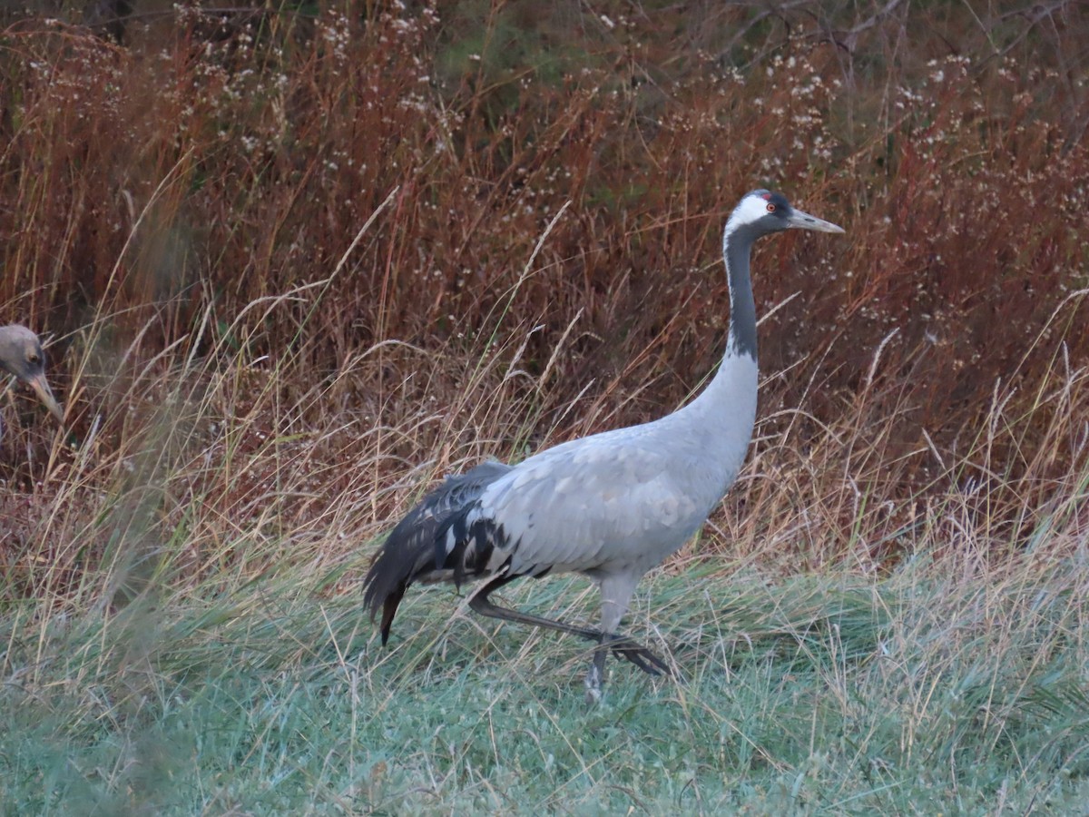 Common Crane - ML498290261