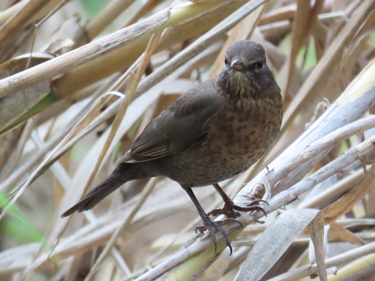 Eurasian Blackbird - ML498290301