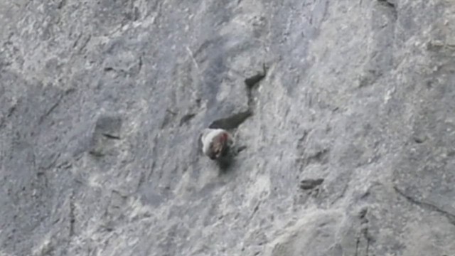 Wallcreeper - ML498290851