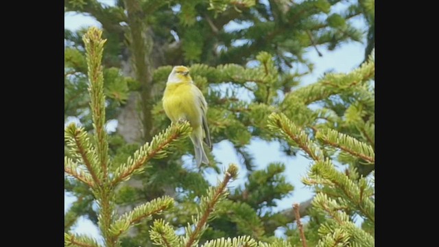 Citril Finch - ML498290911