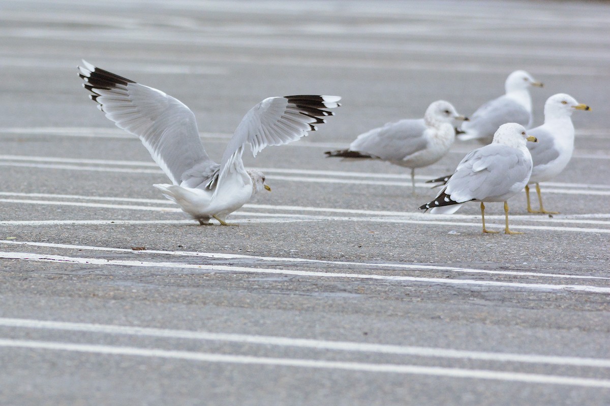 Common Gull (European) - ML49829271