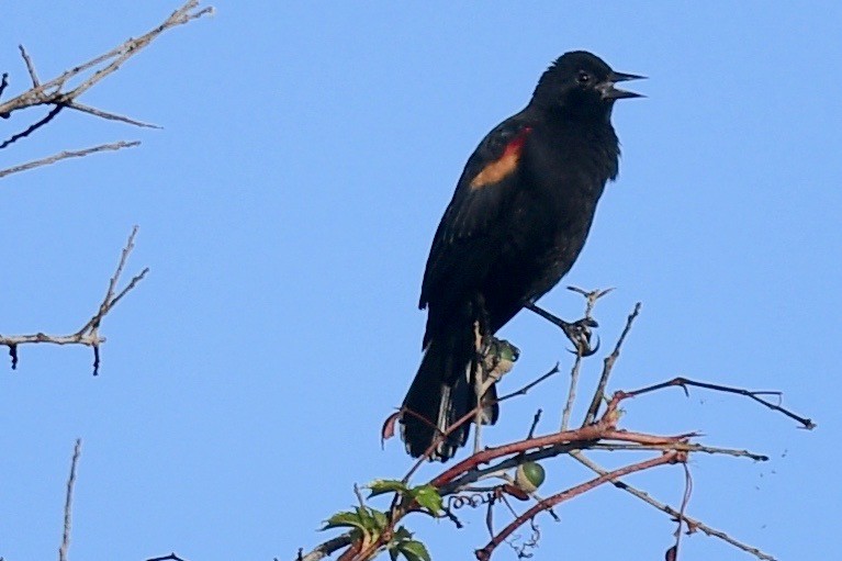 Red-winged Blackbird - ML498293041