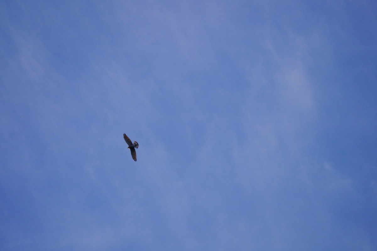 Gray-faced Buzzard - ML498293231