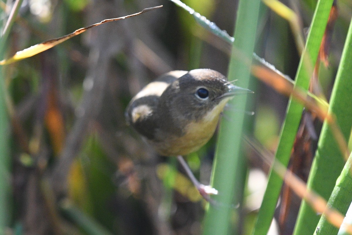 Common Yellowthroat - barbara segal