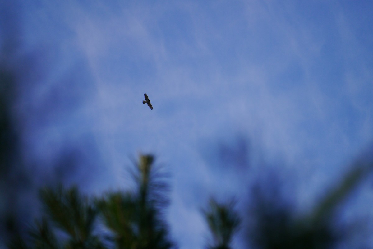 Gray-faced Buzzard - ML498294561