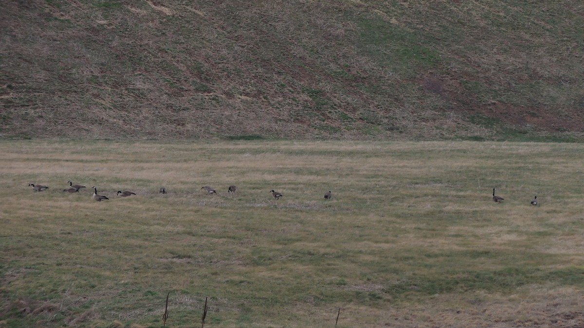 Canada Goose - Darrell  Good