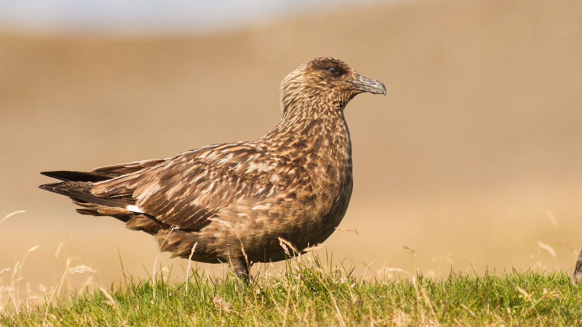 Great Skua - ML498295711
