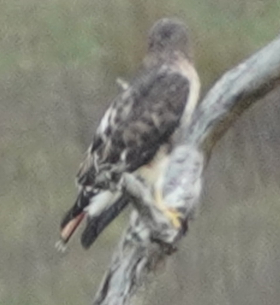 Red-tailed Hawk - ML498295801