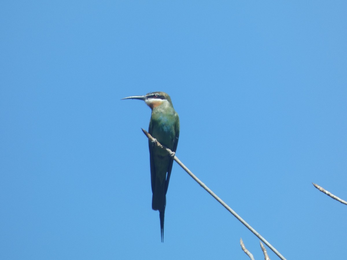 Madagascar Bee-eater - Mike Tuer