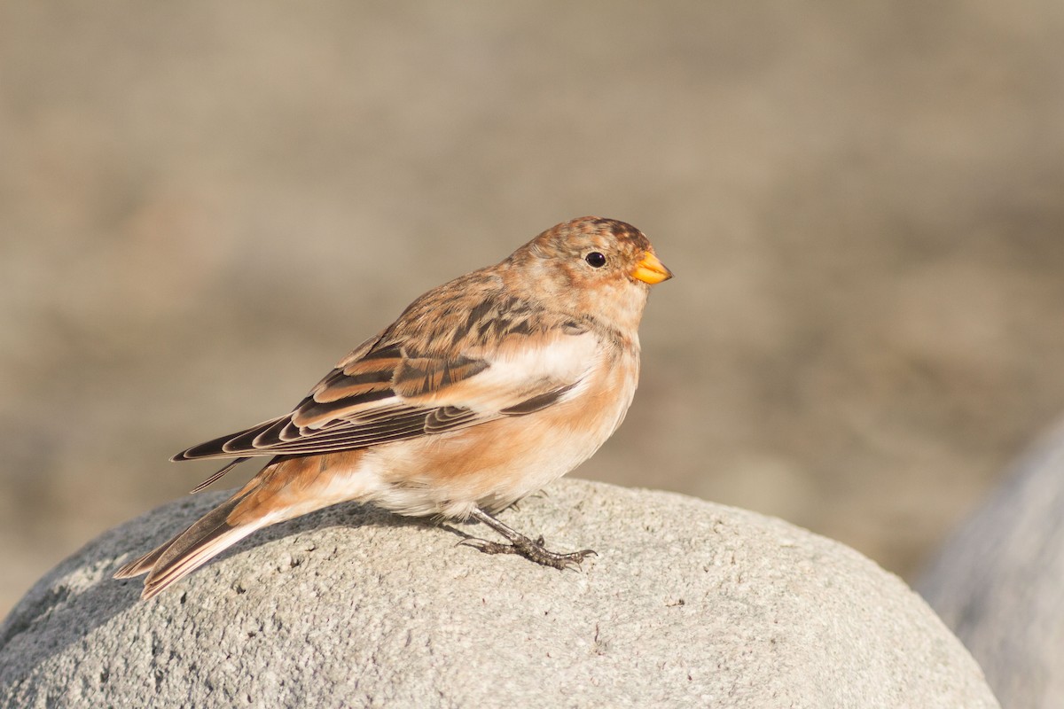 Snow Bunting - ML498295971