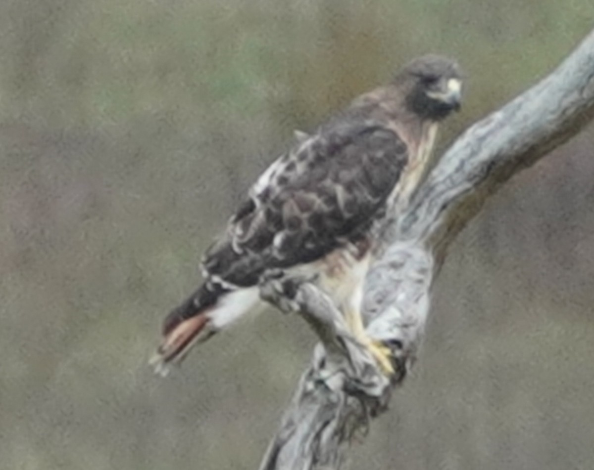 Red-tailed Hawk - ML498296021