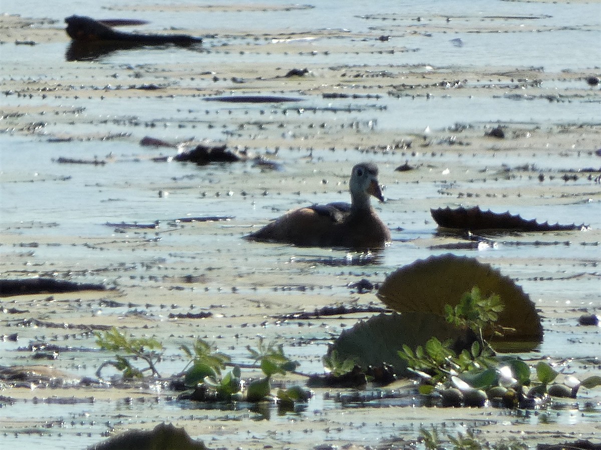 African Pygmy-Goose - ML498296711