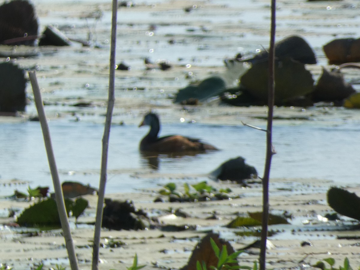 African Pygmy-Goose - ML498296751