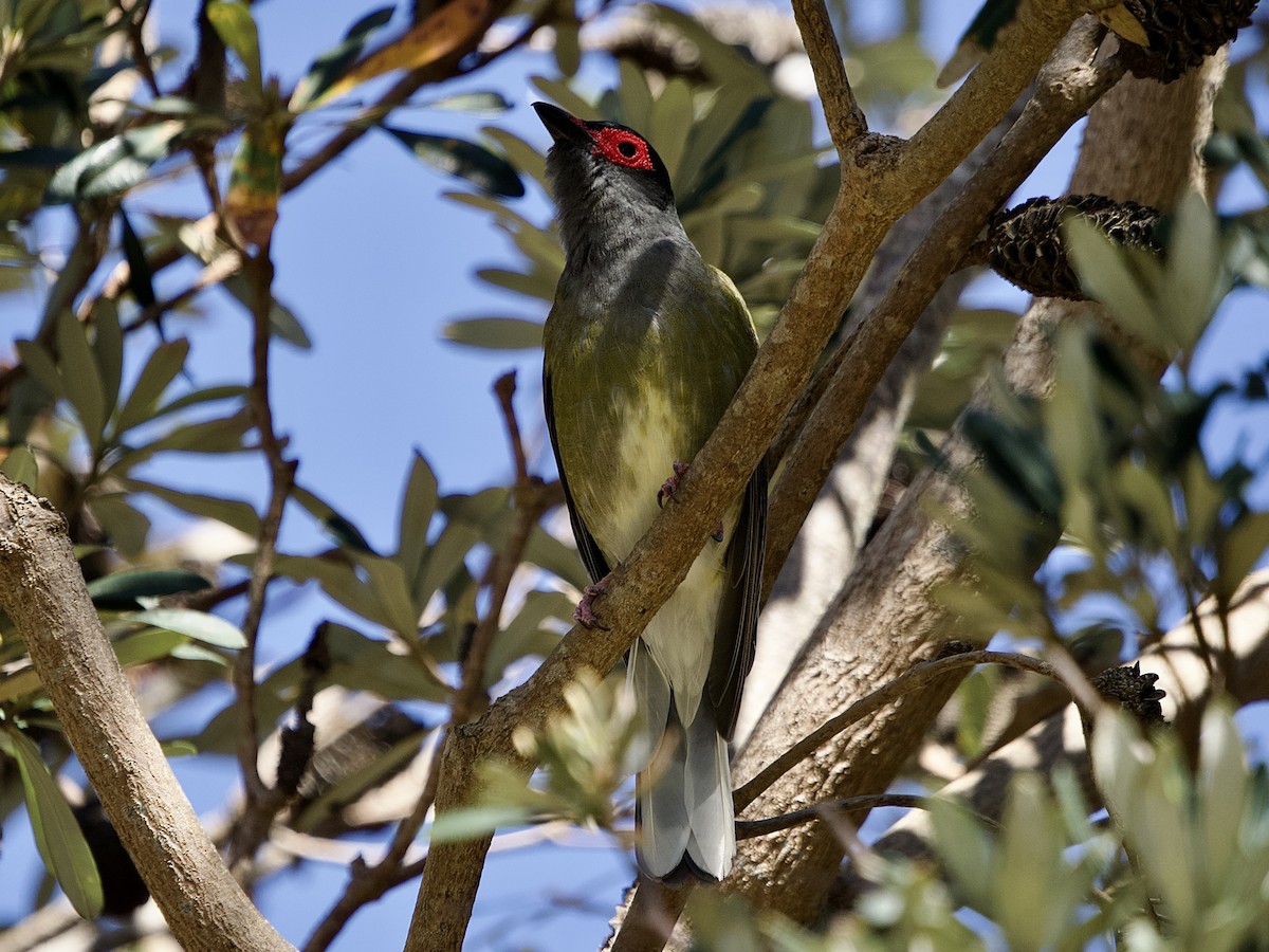 Australasian Figbird - ML498296931