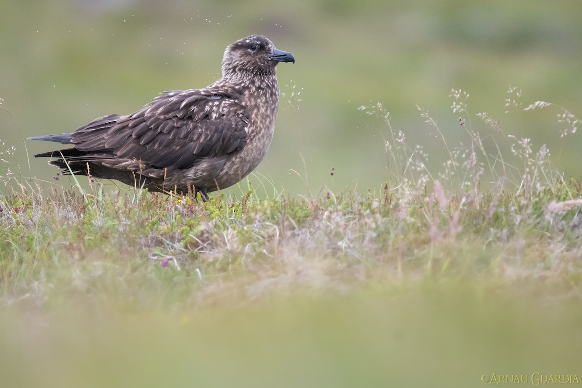 Great Skua - Arnau Guardia