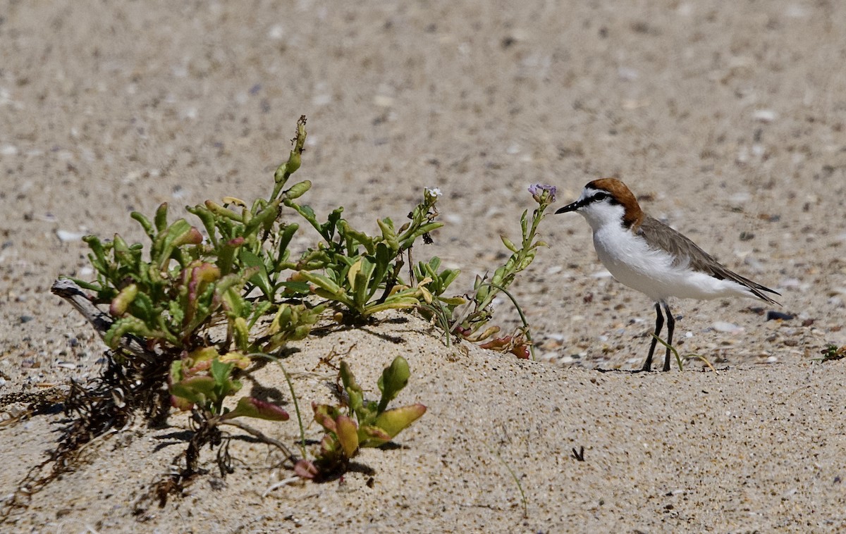 Red-capped Plover - ML498297001