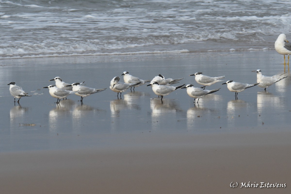 Sandwich Tern - ML498297511