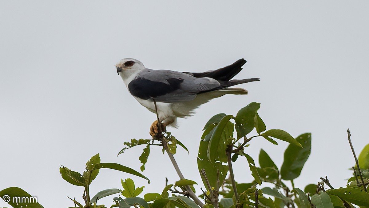 Black-winged Kite (Asian) - ML498297771