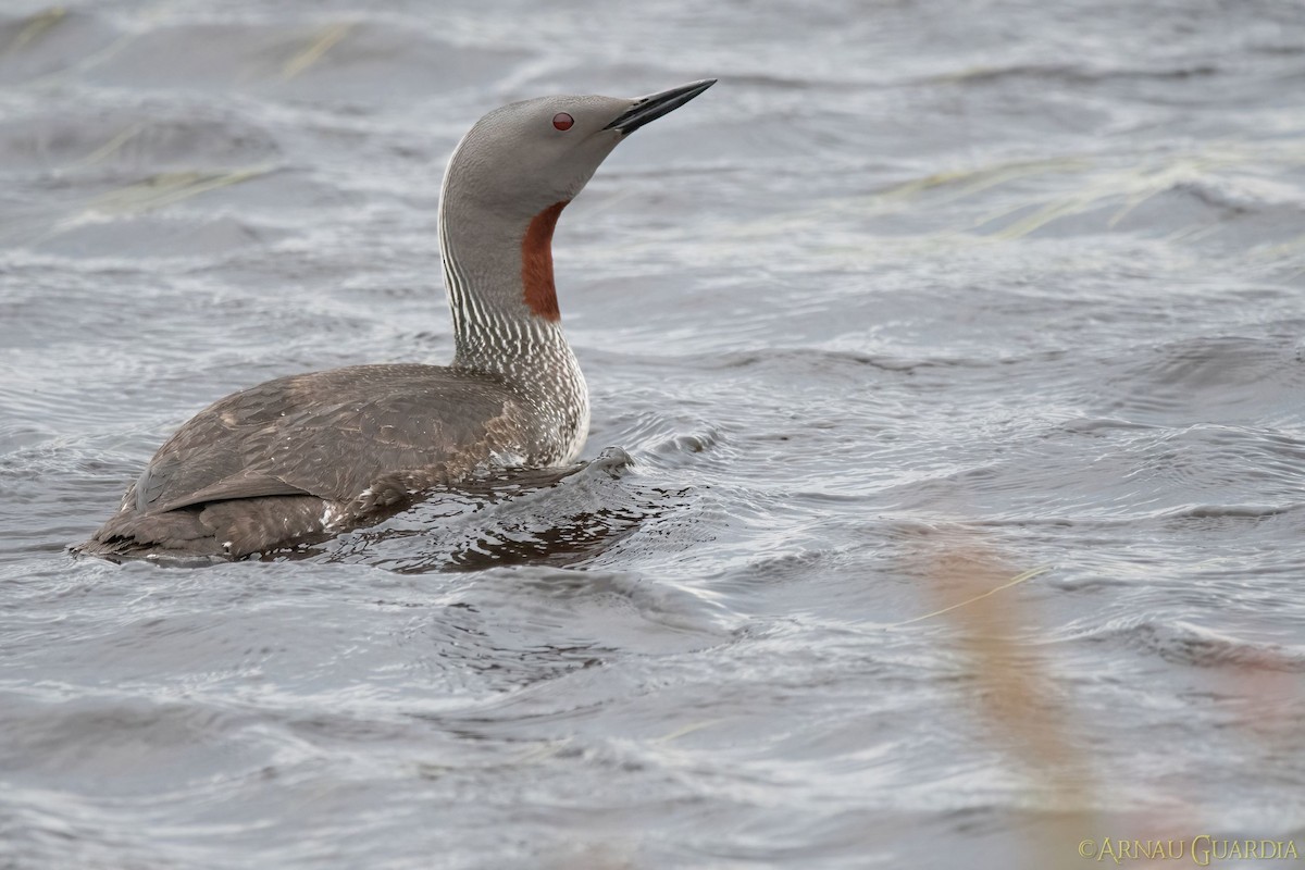 Red-throated Loon - Arnau Guardia