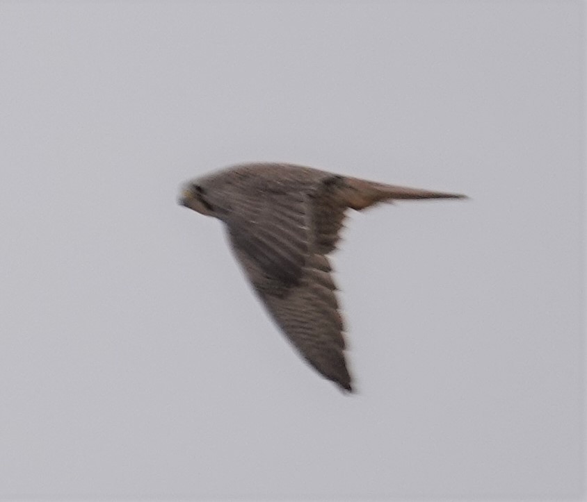 Prairie Falcon - ML498298531