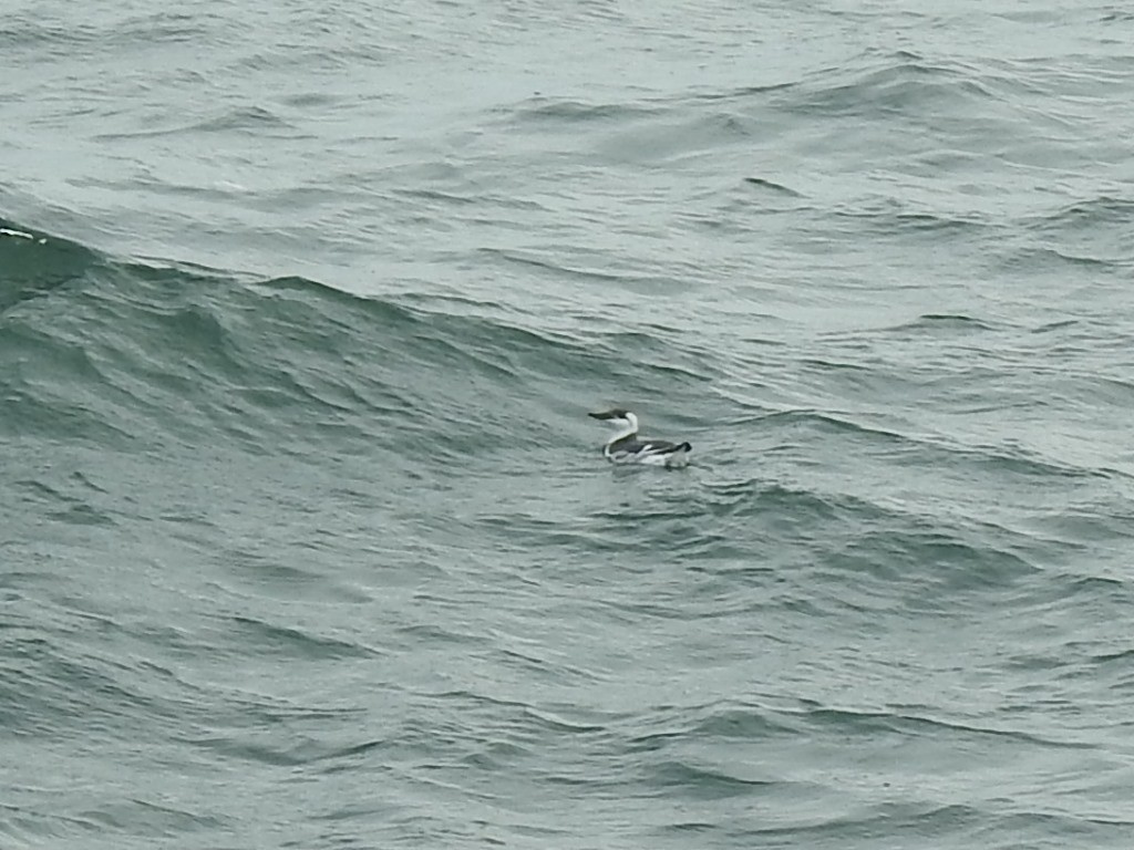 Common Murre - ML498301041