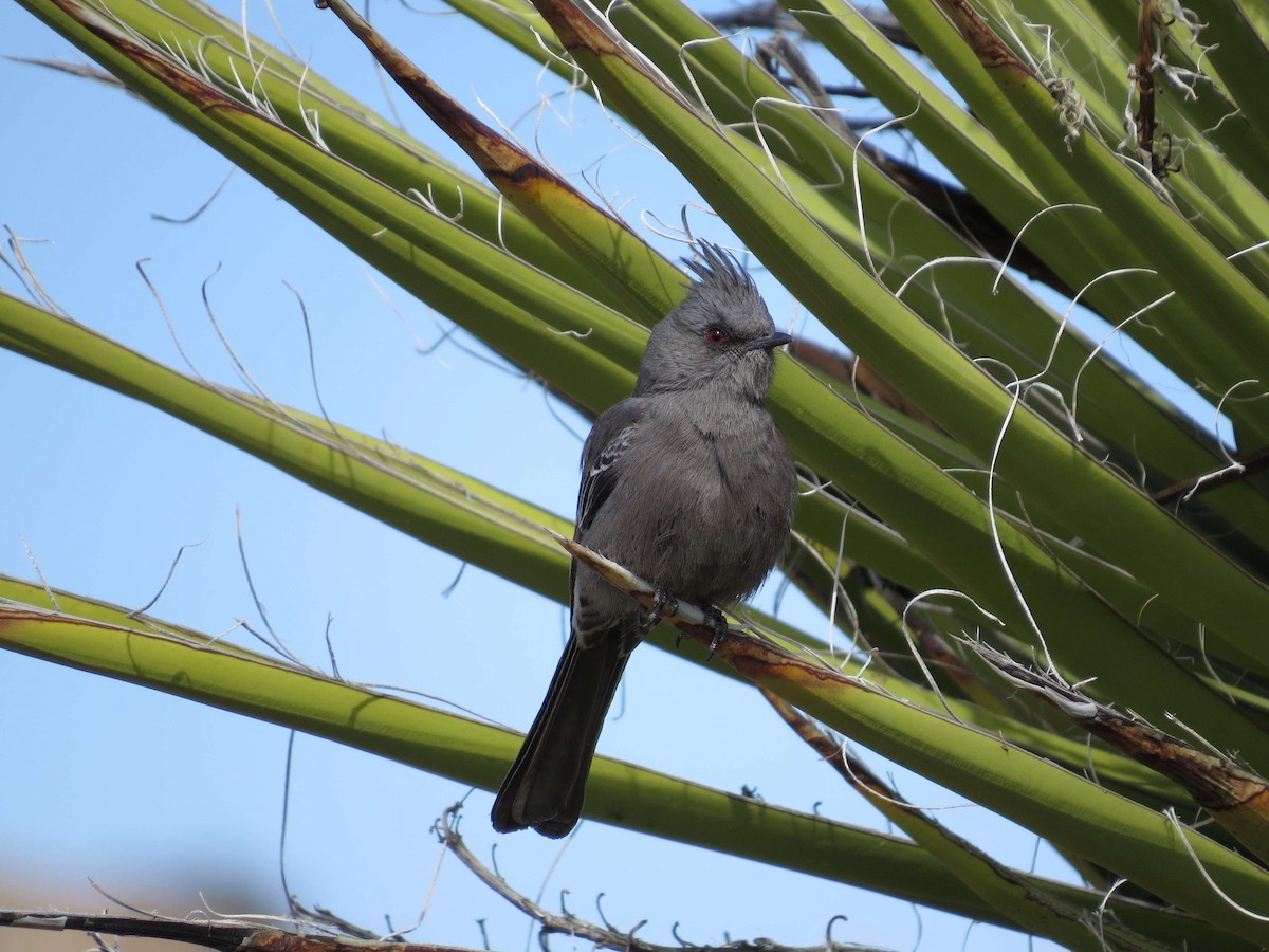 Phainopepla - Robin Maercklein