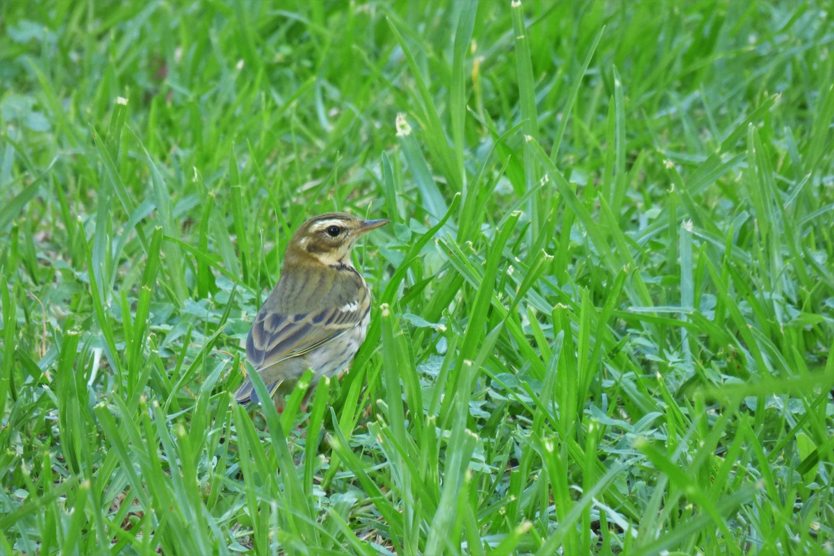 Olive-backed Pipit - ML498301851