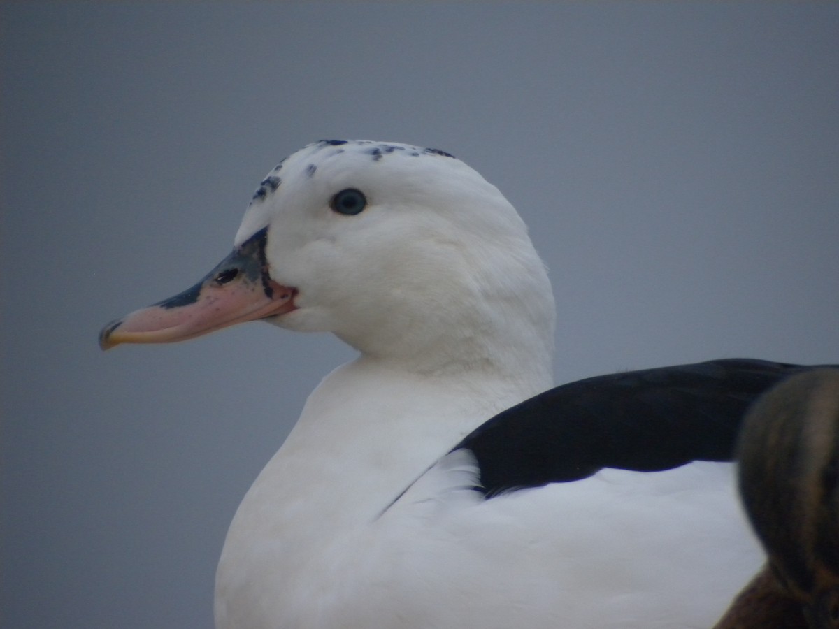 Mallard (Domestic type) - ML498304271