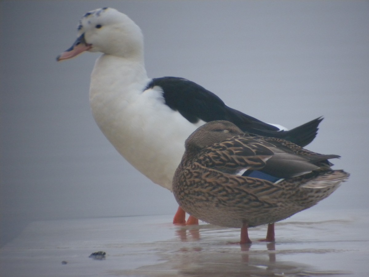 Mallard (Domestic type) - ML498304281