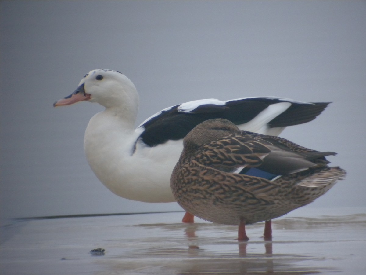 Mallard (Domestic type) - ML498304291