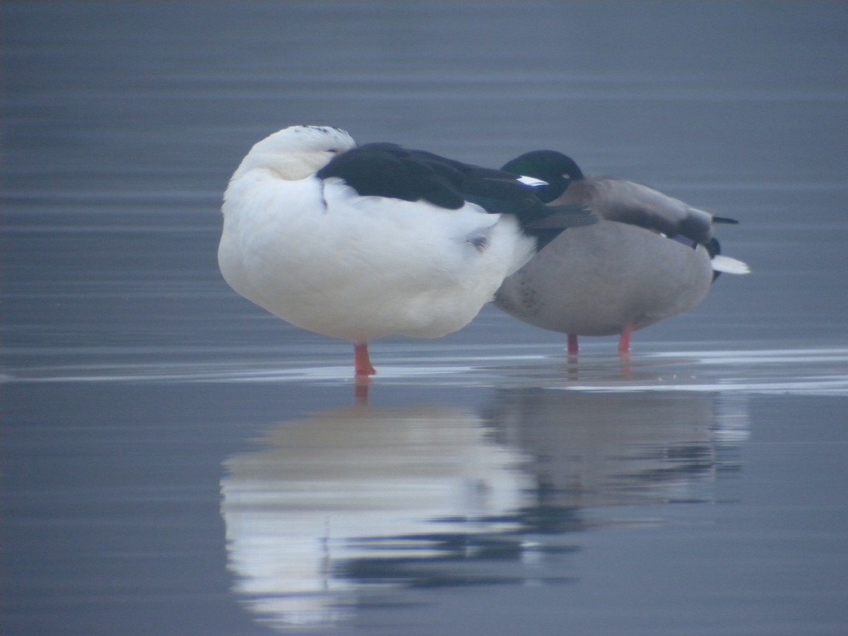 Canard colvert (forme domestique) - ML498304301