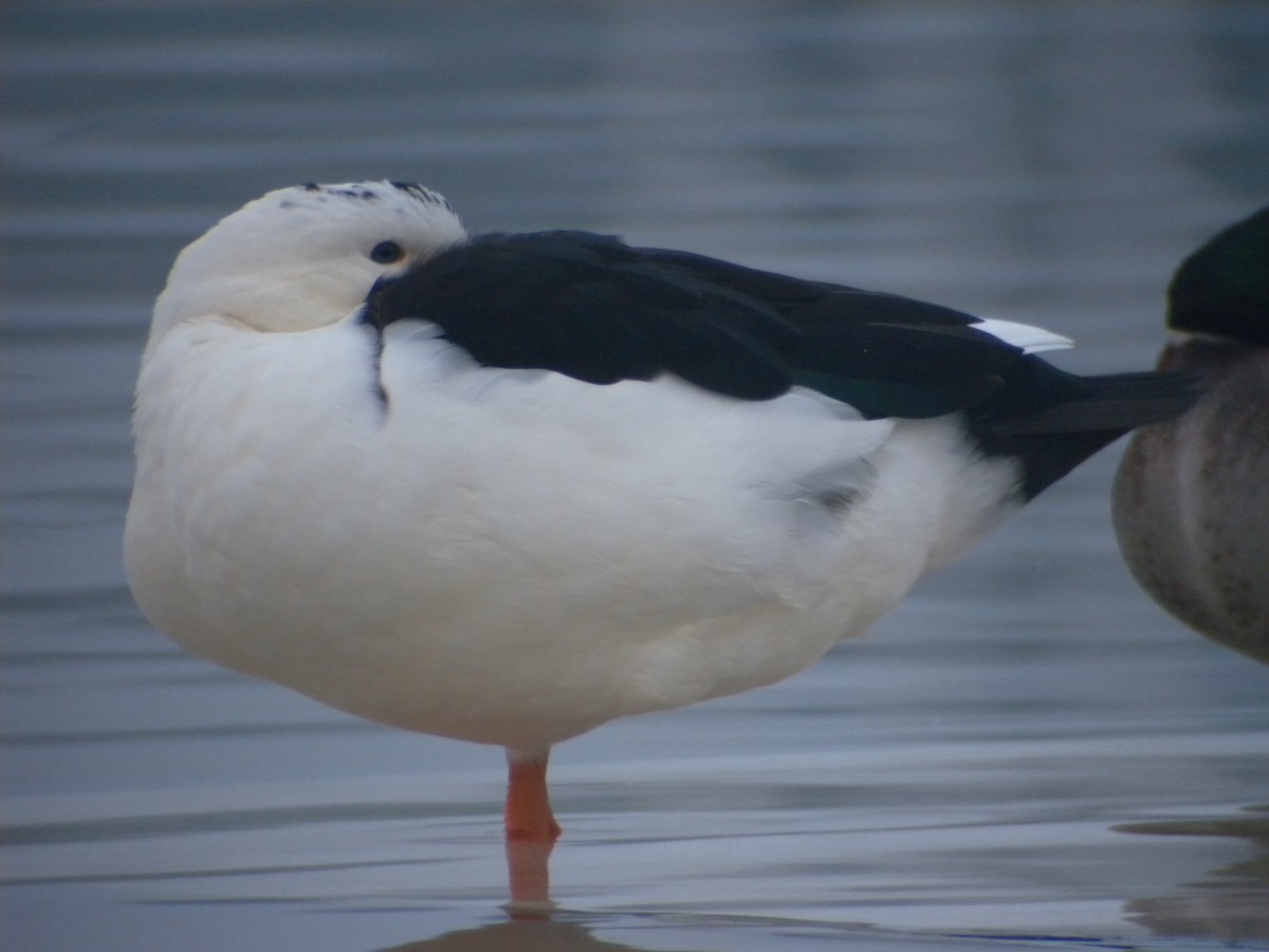 Mallard (Domestic type) - ML498304311