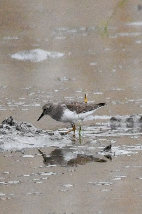 Temminck's Stint - ML498304651